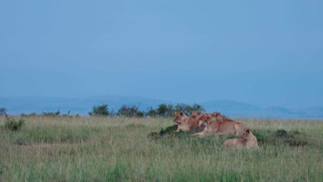 Lions Resting in Grasslands at Dusk