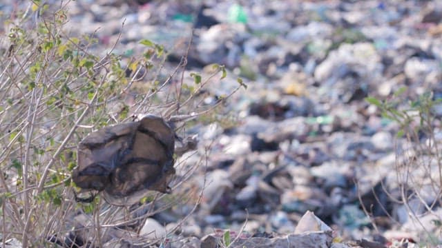 Plastic bag stuck in a bush at a polluted landfill