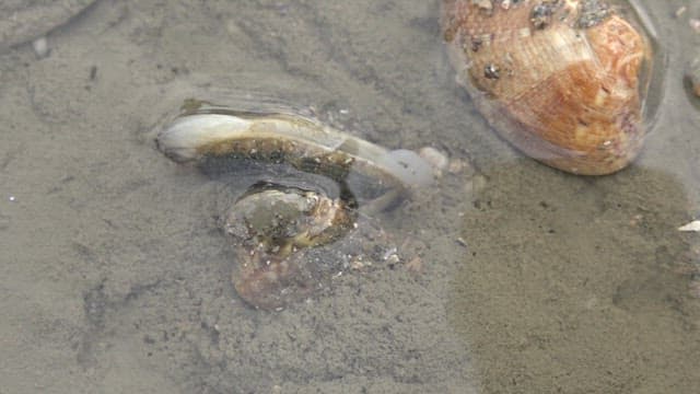 Seashells and clams on a sandy shore