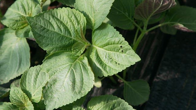 Person harvesting fresh green perilla leaves in the garden