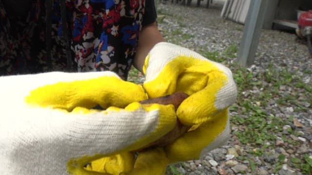 Person who splits a well-baked potato in half