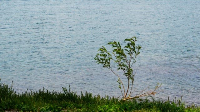A lone tree by a calm lakeshore with gentle waves