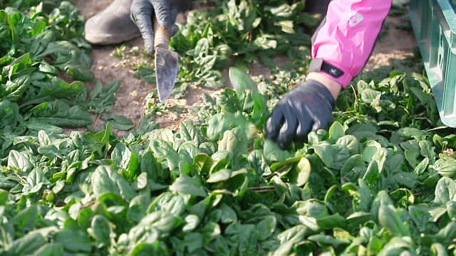 Farmer harvesting spinach leaves by hand in the field
