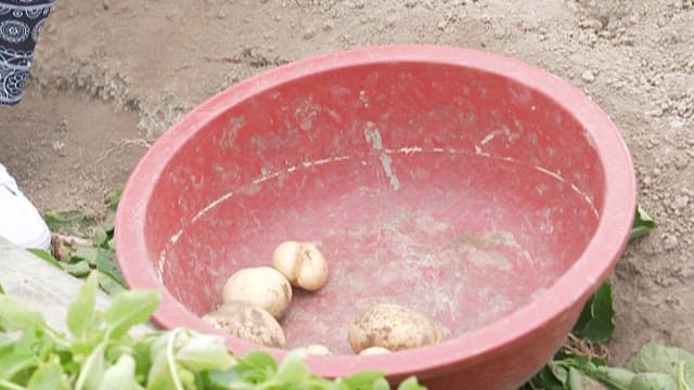 Person Harvesting Potatoes and Placing Them in a Red Bucket
