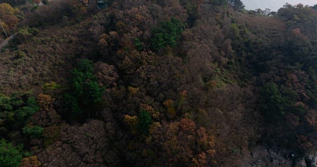Lush Forest on a Coastal Hill