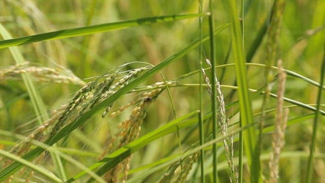 Close-up of rice plants in a field