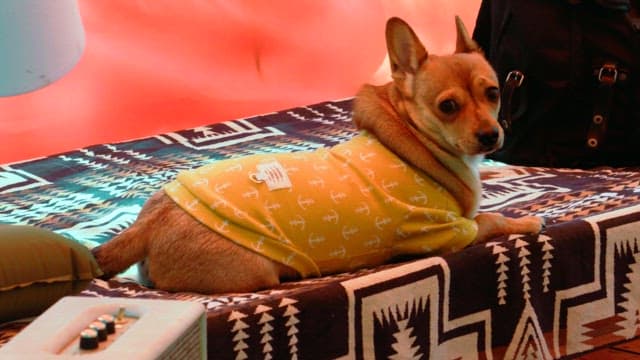 Puppy relaxing comfortably on a colorful patterned blanket
