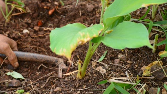 Person harvesting root plants outdoors