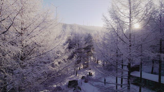 Walking Path in a White Forest at Sunrise