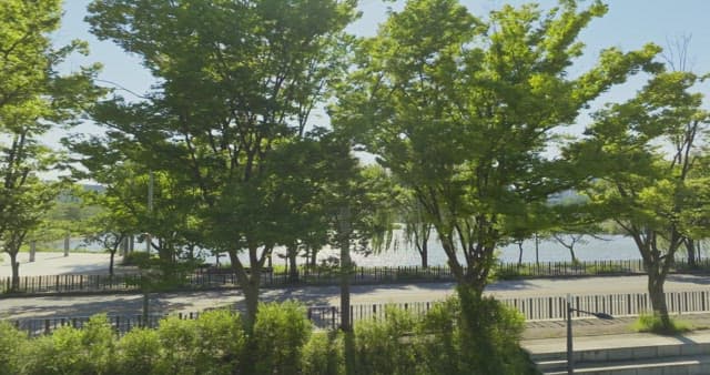 Sunny riverside with lush green trees