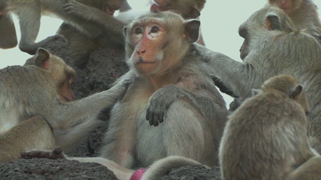 Group of Monkeys Grooming Each Other on Stone Structure