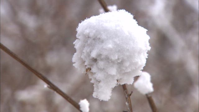 Snow-covered Plant in Winter