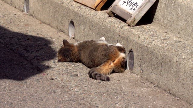 Cat lying down and resting on a cement floor