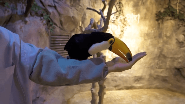 Toucan eating feed from a person's hand