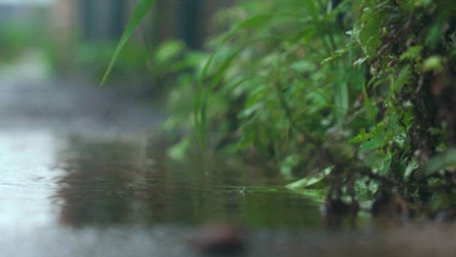 Serene View of Raindrops on a Puddle by Plants