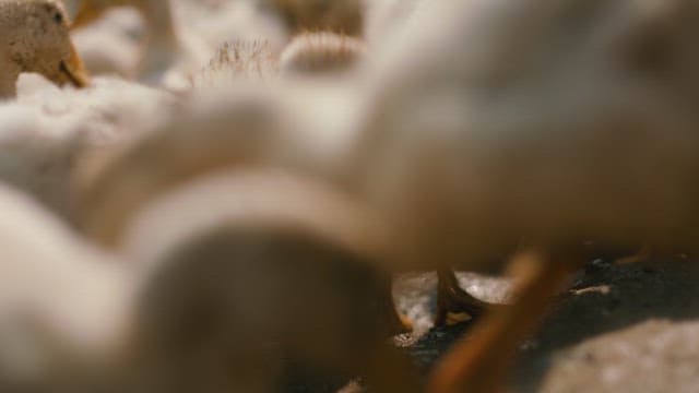 Ducks Running Around Looking for Food on the Dirt