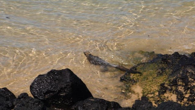 Marine Iguana Swimming in Coastal Waters