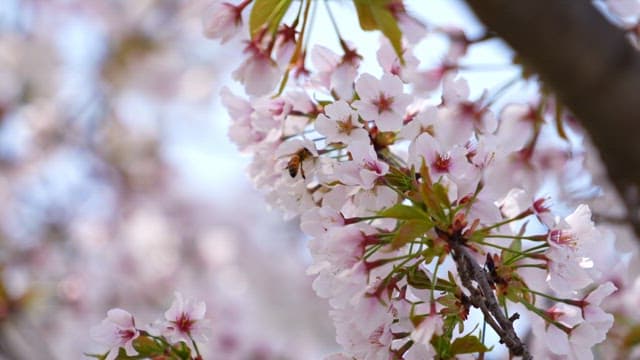 Cherry blossoms with a bee in spring