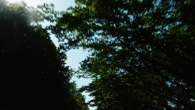 Sun-dappled view through trees on a sunny day