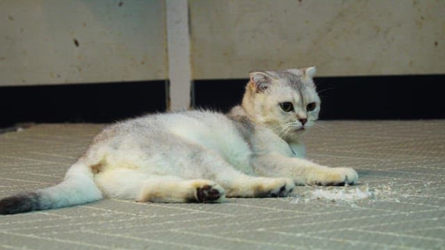 Cat lying on the floor, curiously looking around and grooming itself