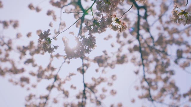 Spring Blossoms Bathed in Sunlight