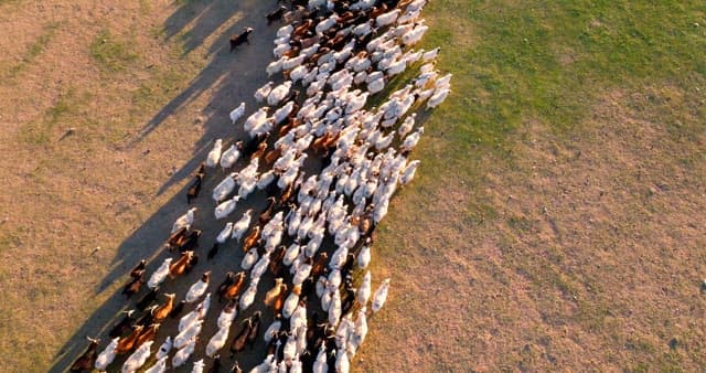 Herd of livestocks moving on a vast plain