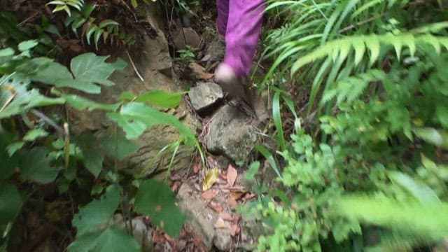 Cutting messy grass in a dense forest along a rocky path