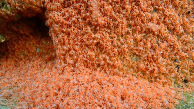 Small red crabs moving on the rock surface