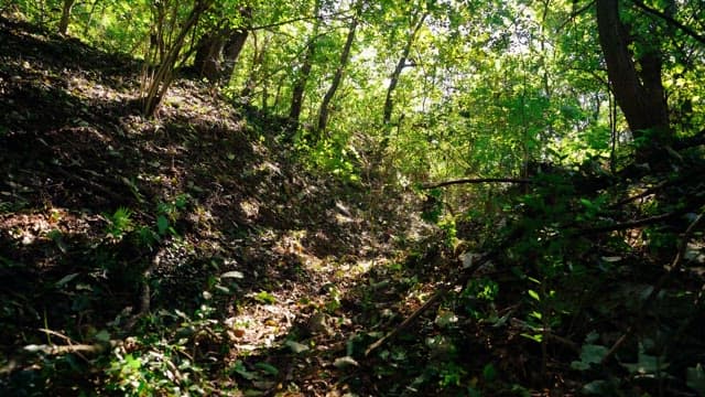 Dense forest covered in lush green foliage on a bright day