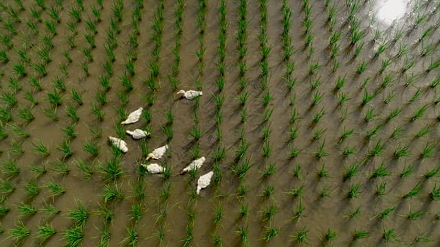 Ducks Wading Through Rice Paddy Fields