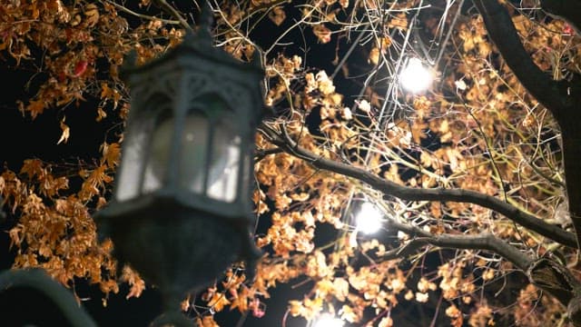 Lights lighting up the autumn night, ginkgo trees and streetlights turned off