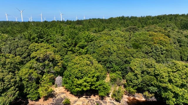 Wind turbines over a lush green forest