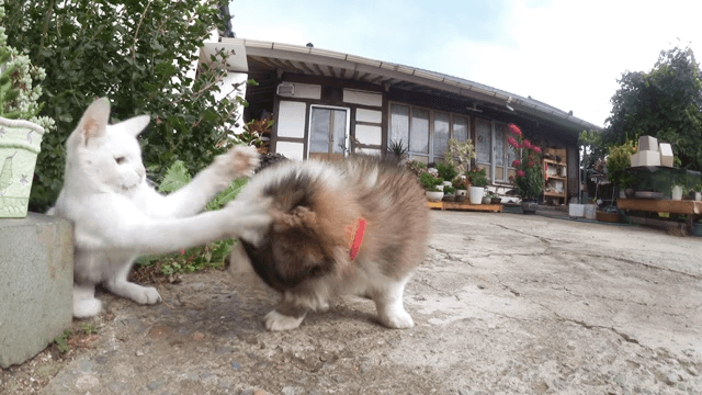 A kitten interacting with a puppy in a garden.