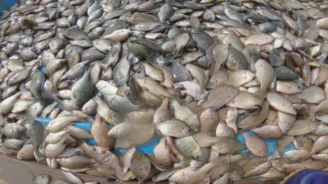 Freshly caught fish on a fishing boat