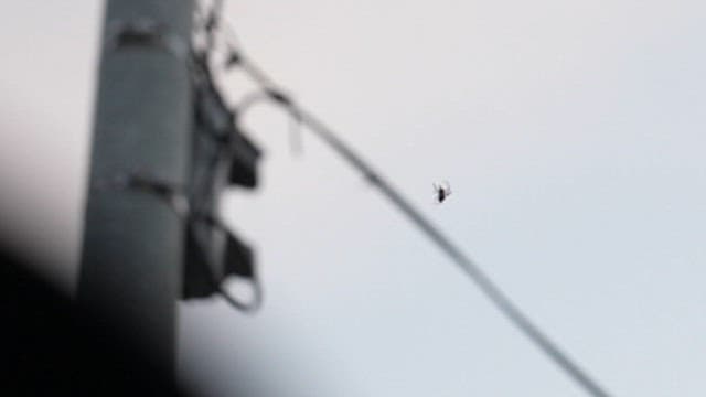 Spider on a Web with a Telephone Pole in the Background
