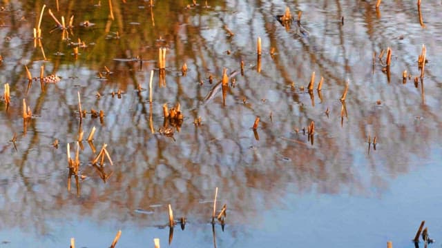 Trees reflecting in the cold water of the marsh