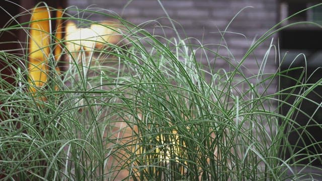 Green plants against a gray building background