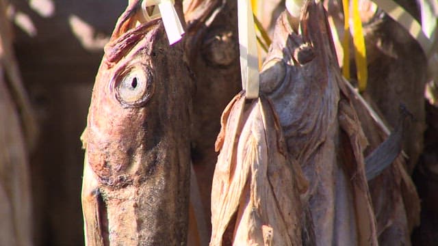 Sun-dried pollacks hanging on a line