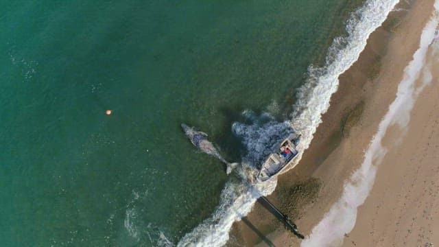 Whale Tied to a Boat and Submerged in the Sea
