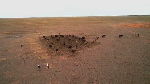 Herders with livestock in expansive grassland