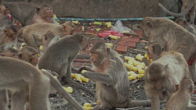 Monkeys Sitting Together on the Ground and Eating