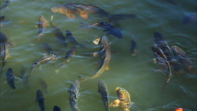 Carp Swimming Gracefully in Clear Waters