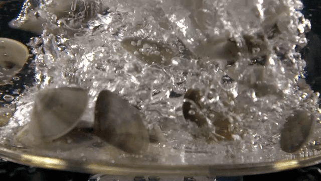 Clams boiling in a pot of water