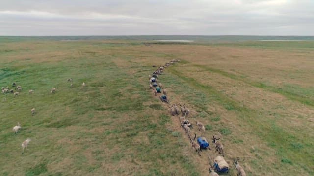 Caravan of Reindeer in Vast Open Landscape