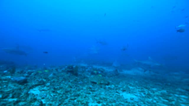 School of Fish and Sharks in the Ocean Depths