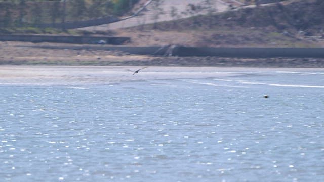Bird flying over a calm sea