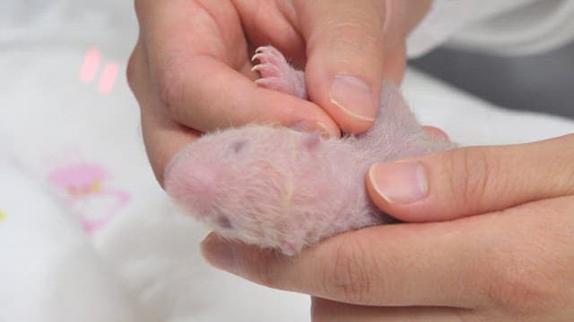 Veterinarian cares for a newborn panda cub