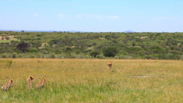 Cheetahs Moving Through the Vast African Savanna