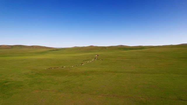 Herd of Livestock Crossing Green Meadows under Blue Sky