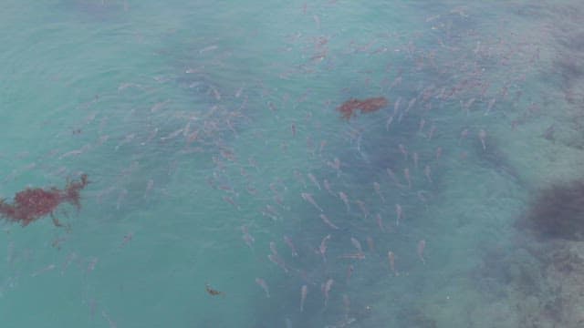 School of fish swimming in clear water